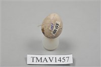 藏品(草鵐卵)的圖片